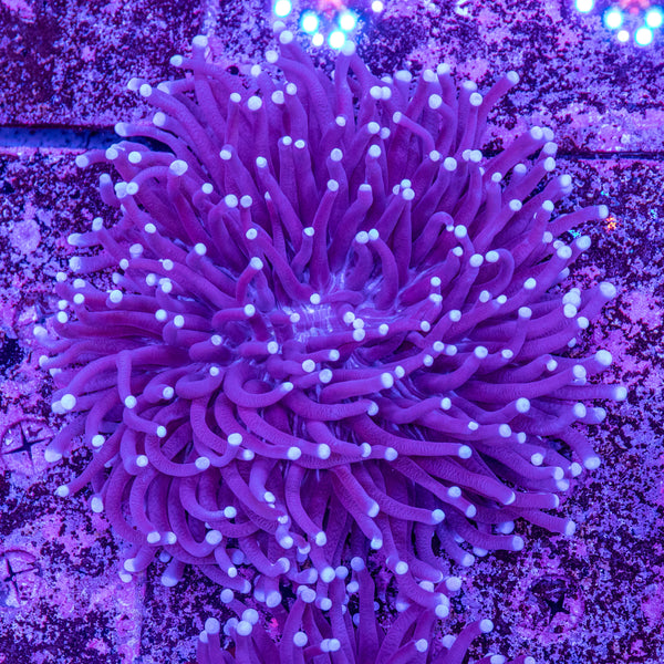 Heliofungia