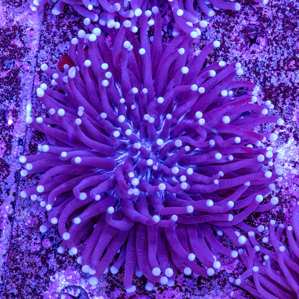 Heliofungia