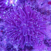 Heliofungia
