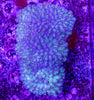 XXL Reverse Green Frogspawn