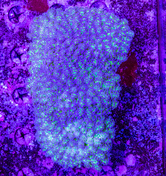 XXL Reverse Green Frogspawn