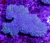 XXL Reverse Green Frogspawn