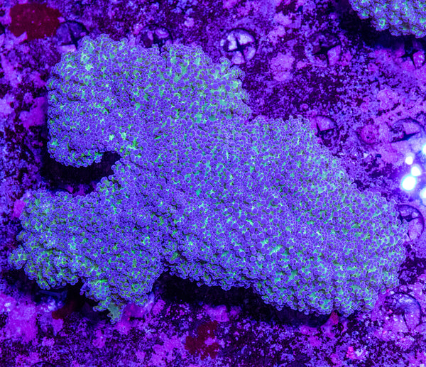 XXL Reverse Green Frogspawn