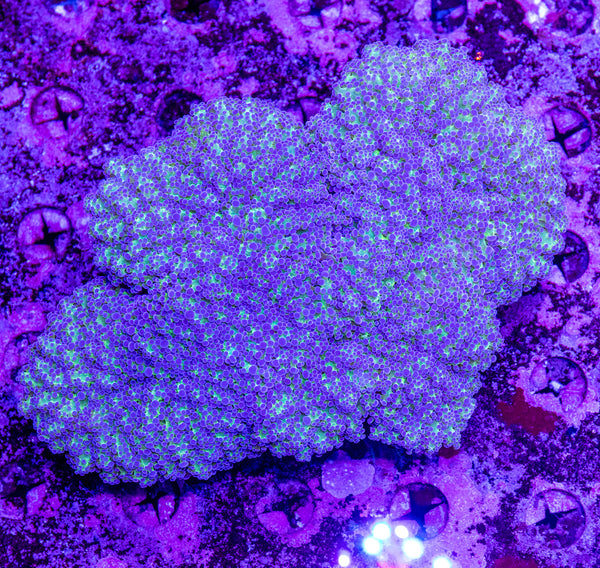 XXL Reverse Green Frogspawn