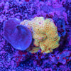 Forest Fire Montipora Combination Rock