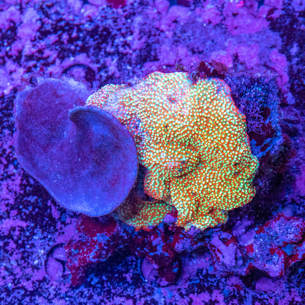Forest Fire Montipora Combination Rock