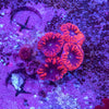 Blastomussa Wellsi