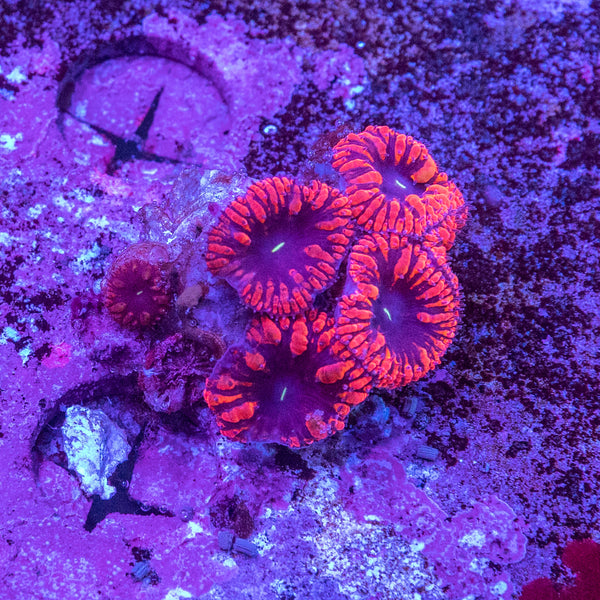 Blastomussa Wellsi