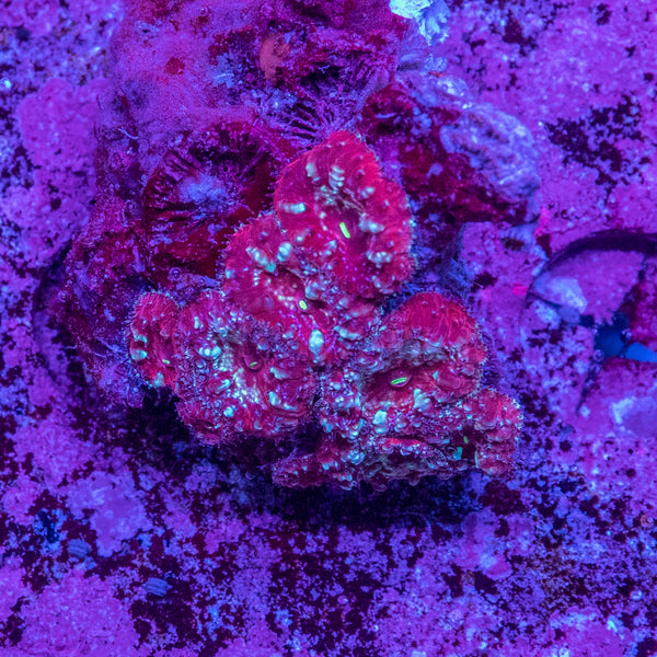 Blastomussa Wellsi