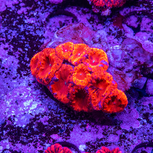 Blastomussa Wellsi