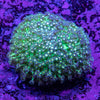 Goniopora