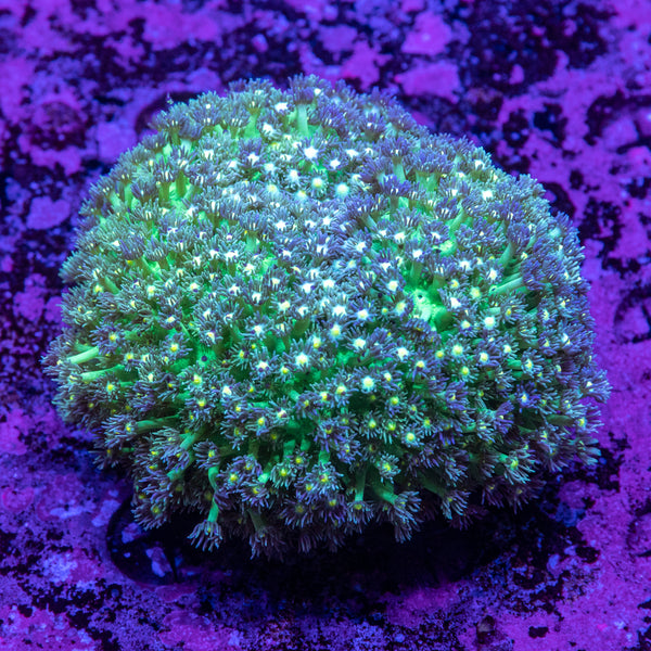 Goniopora