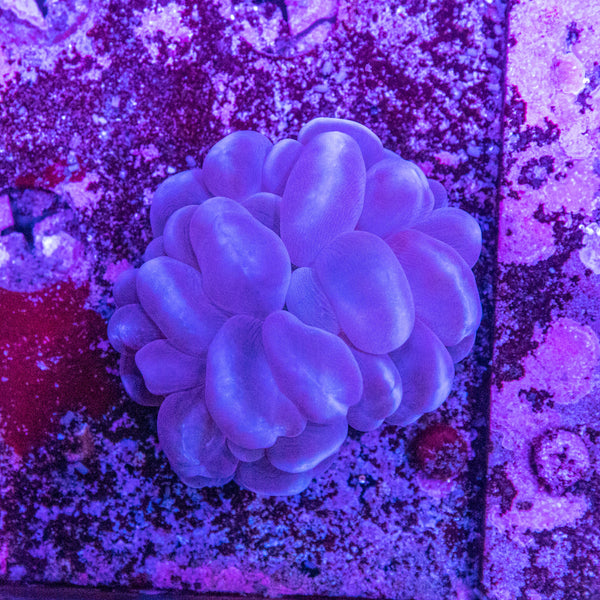 Bubble