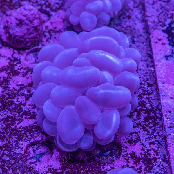 Bubble