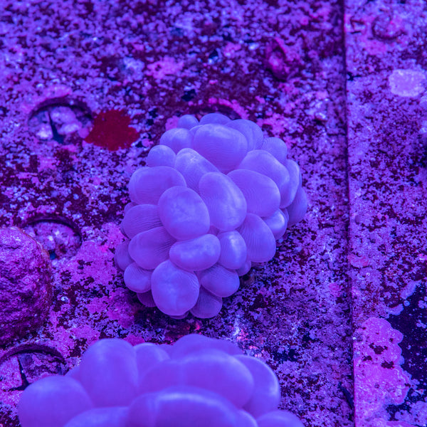Bubble