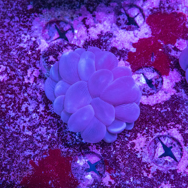 Bubble