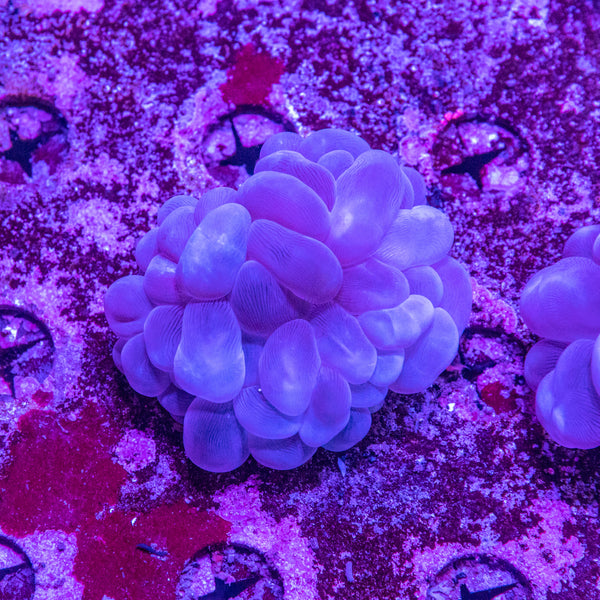 Bubble