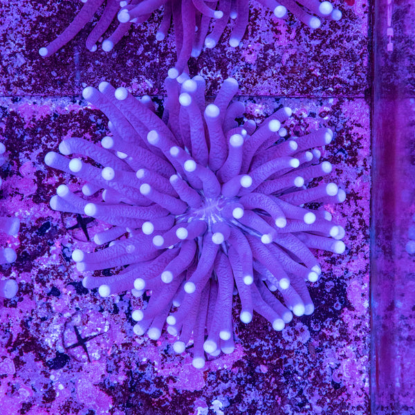 Heliofungia