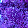 Heliofungia