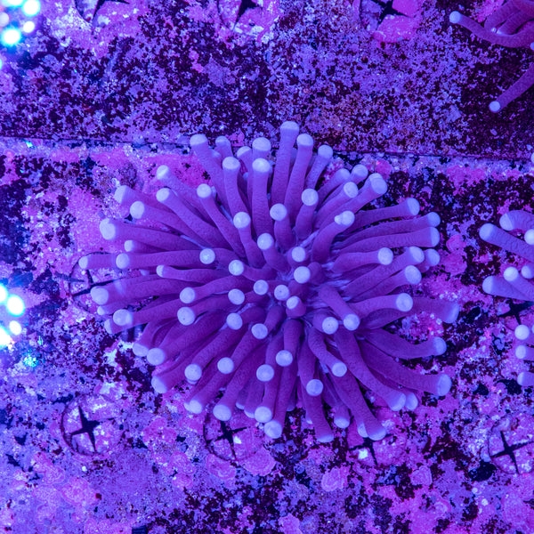 Heliofungia