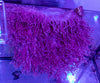 Magnifica Anemone (Radianthus magnifica)
