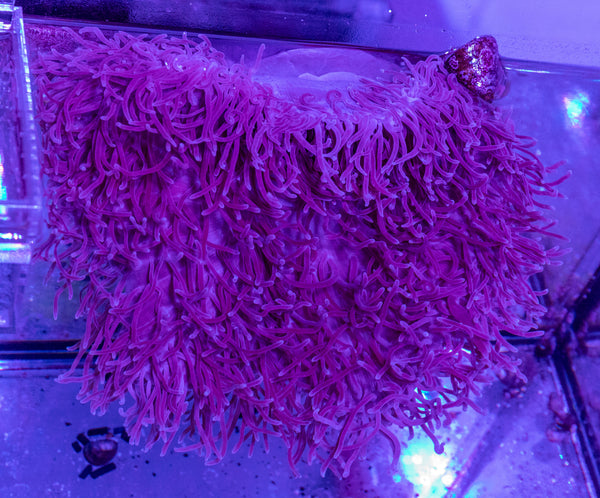 Magnifica Anemone (Radianthus magnifica)