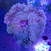 Crispa Anemone (Sebae)
