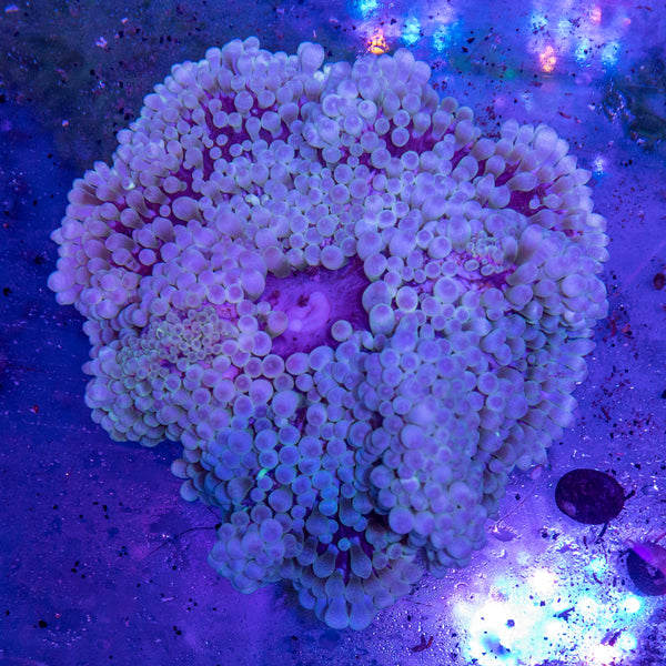 Crispa Anemone (Sebae)