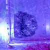 Mimic Anemone - Xenia imitating