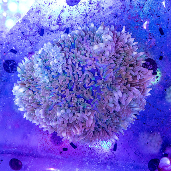 RARE Crispa Anemone (Sebae) - Tints of orange.