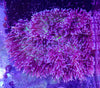 XXL Crispa Anemone (Sebae)