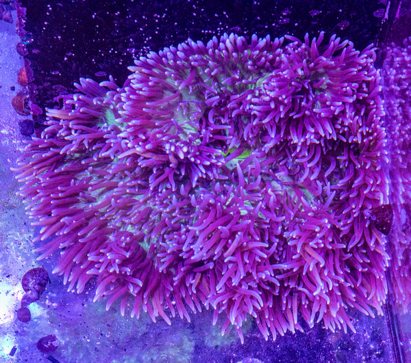 XXL Crispa Anemone (Sebae)
