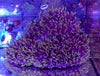 Magnifica Anemone (Radianthus magnifica)