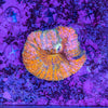 Lobophyllia