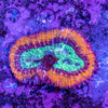 Lobophyllia 'Damaged wild'