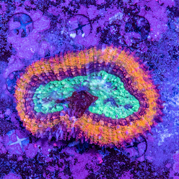 Lobophyllia 'Damaged wild'