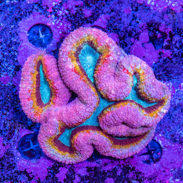 Lobophyllia