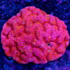 XXXL Lobophyllia