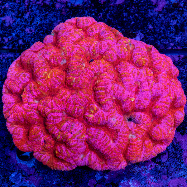 XXXL Lobophyllia