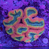 Lobophyllia