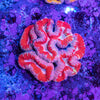 Lobophyllia