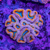 Lobophyllia