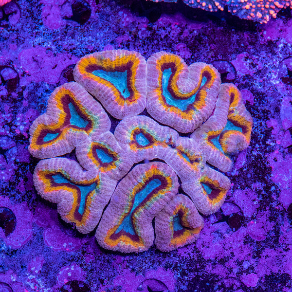 Lobophyllia