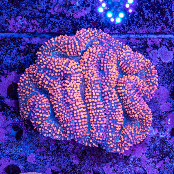 Lobophyllia
