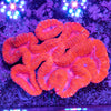 Lobophyllia