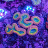 Lobophyllia