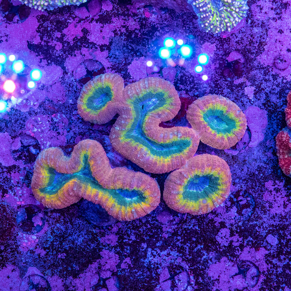 Lobophyllia