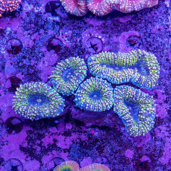 Lobophyllia