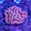 Lobophyllia