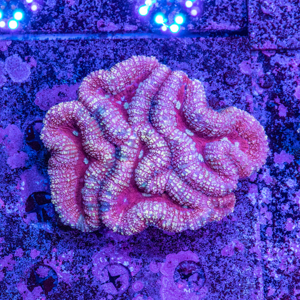Lobophyllia